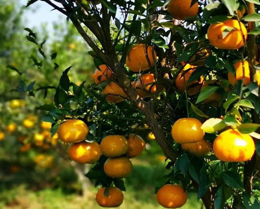 新會柑果球加工糖心VLOGAPP